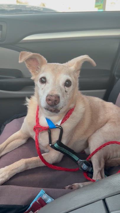 Enlarge SPARROW , an adopted Chihuahua in Las Vegas, NV video 4/4
