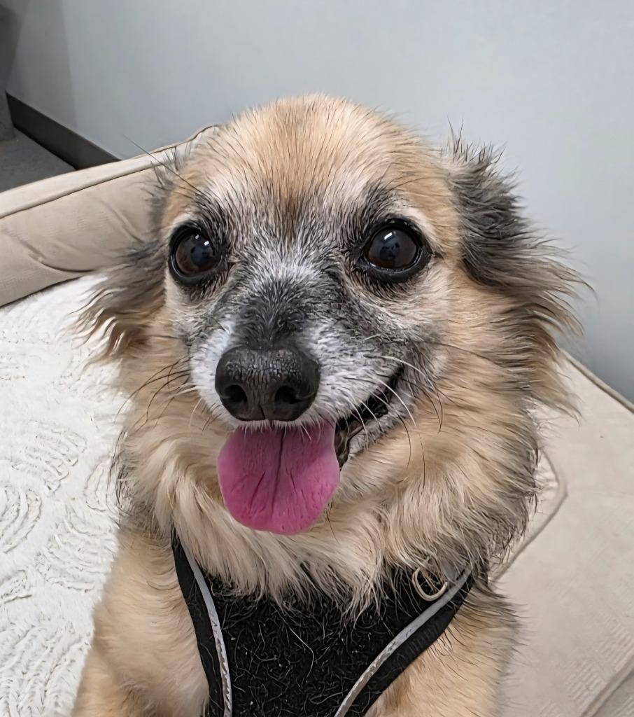 Squirrel, Adoptable, Senior Male Chihuahua.