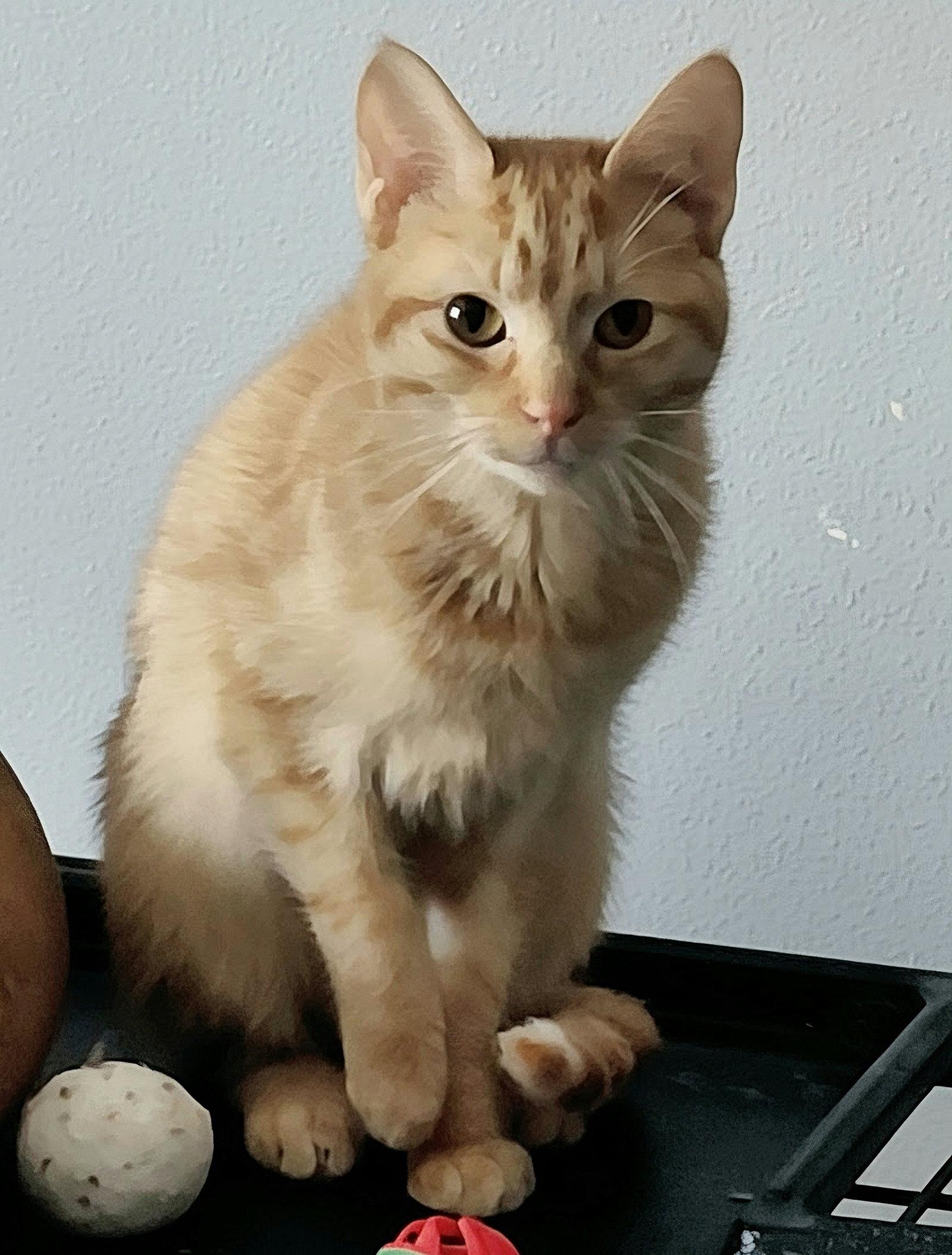 Ella, Adoptable, Adult Female Domestic Short Hair.