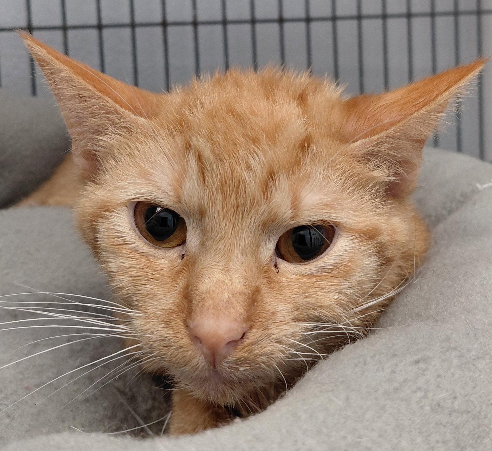 Ella, Adoptable, Adult Female Domestic Short Hair.