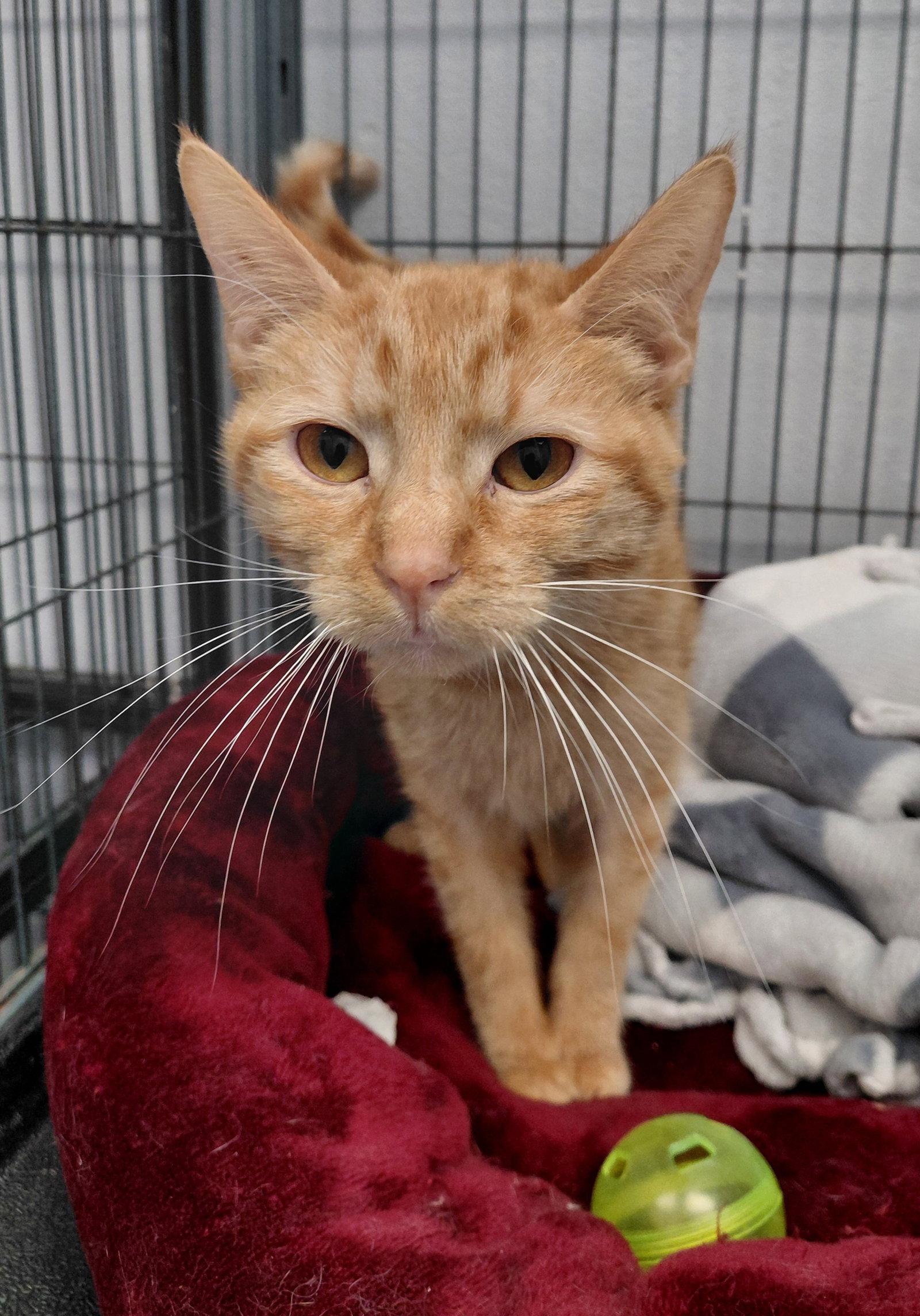 Enlarge Ella, a Adoptable Domestic Short Hair in Montello, WI image 2/3