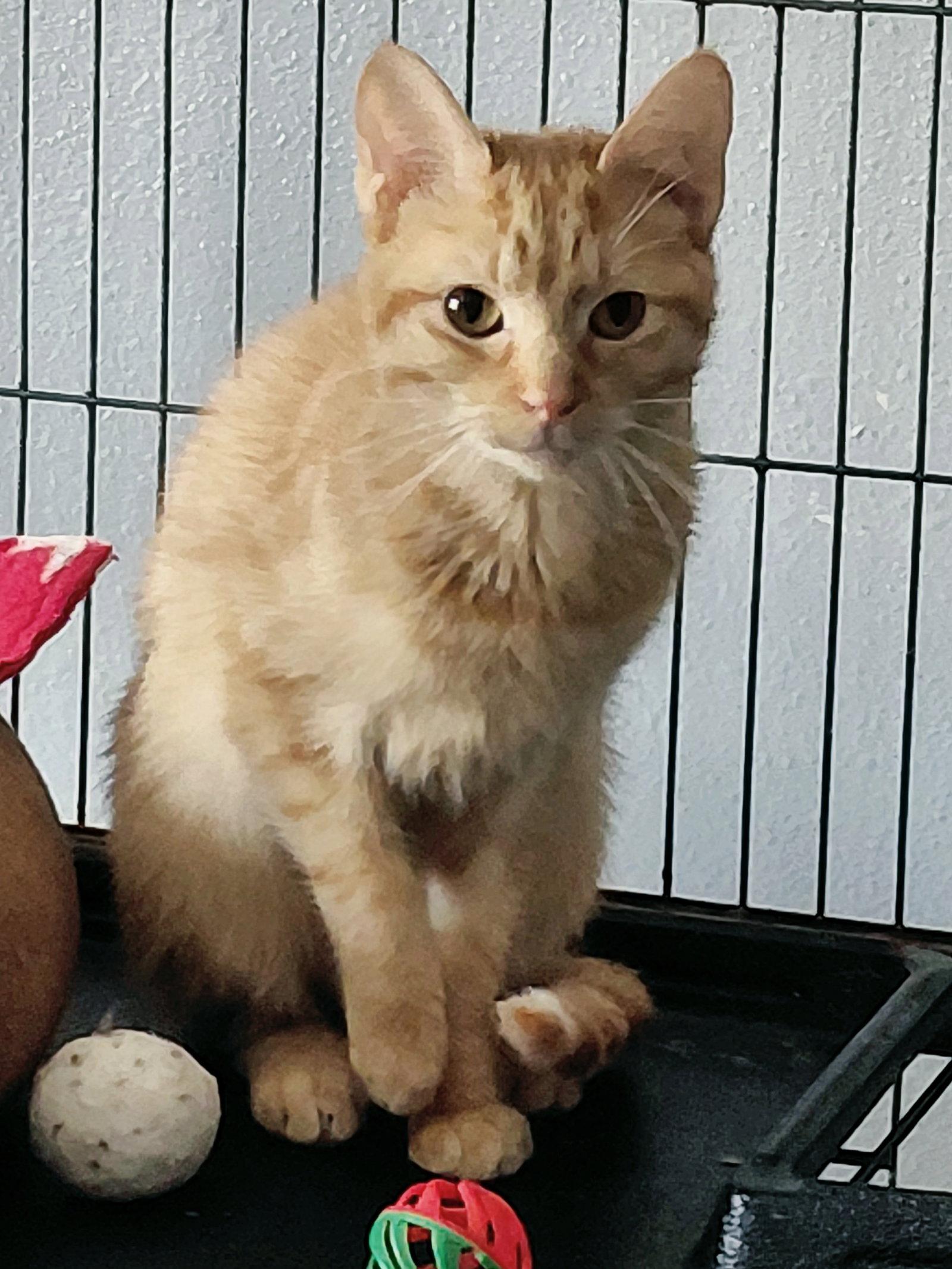 Enlarge Ella, a Adoptable Domestic Short Hair in Montello, WI image 3/3