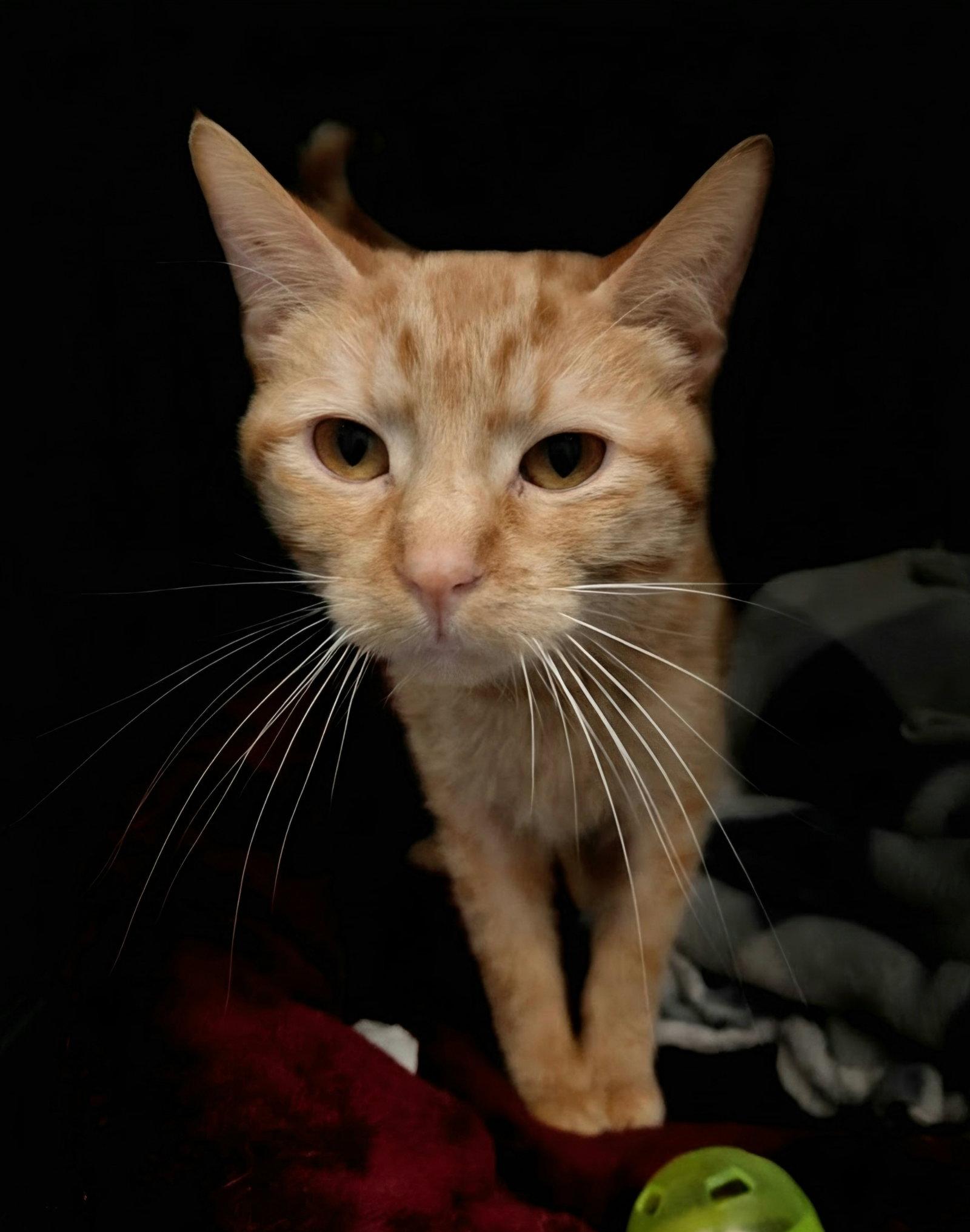 Enlarge Ella, a Adoptable Domestic Short Hair in Montello, WI image 3/3