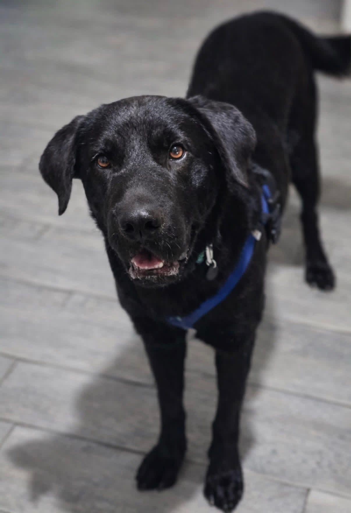 Enlarge Rumi, a ADOPTABLE mixed breed in Elkton, MD image 5/6