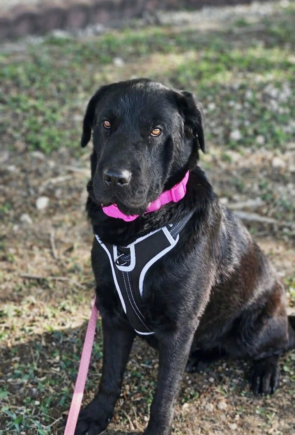 Enlarge Rumi, a ADOPTABLE mixed breed in Elkton, MD image 3/6