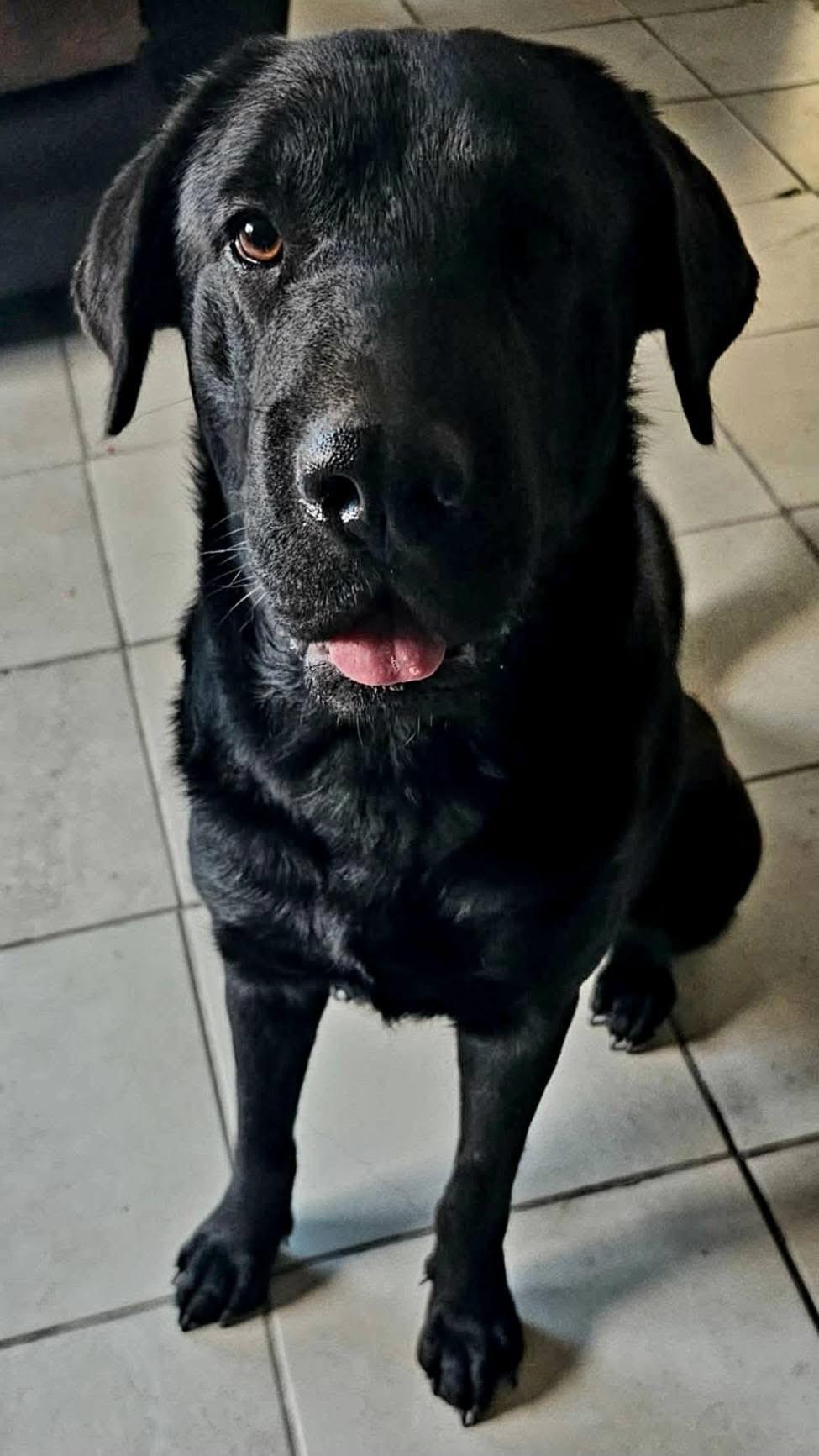 Enlarge Rumi, a ADOPTABLE mixed breed in Elkton, MD image 2/2