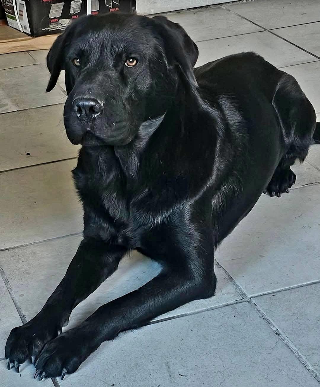 Enlarge Rumi, a ADOPTABLE mixed breed in Elkton, MD image 1/2