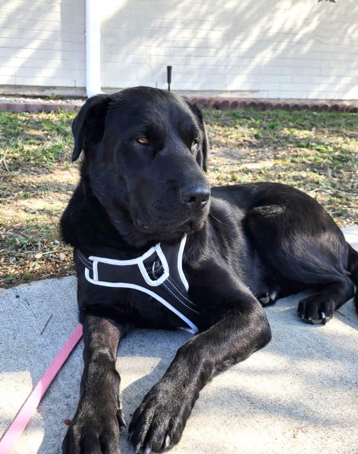 Enlarge Rumi, a ADOPTABLE mixed breed in Elkton, MD image 4/6