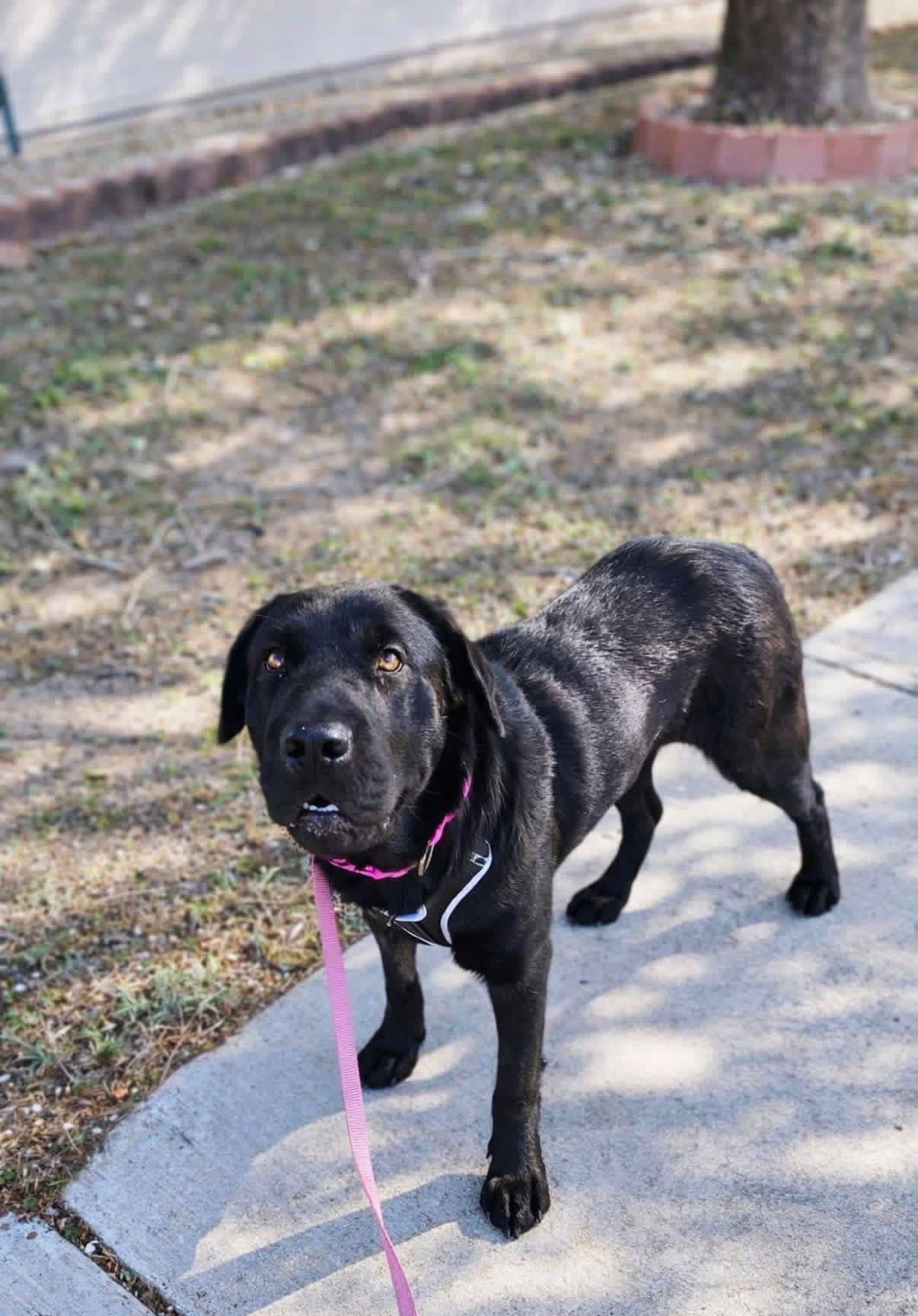 Enlarge Rumi, a ADOPTABLE mixed breed in Elkton, MD image 6/6