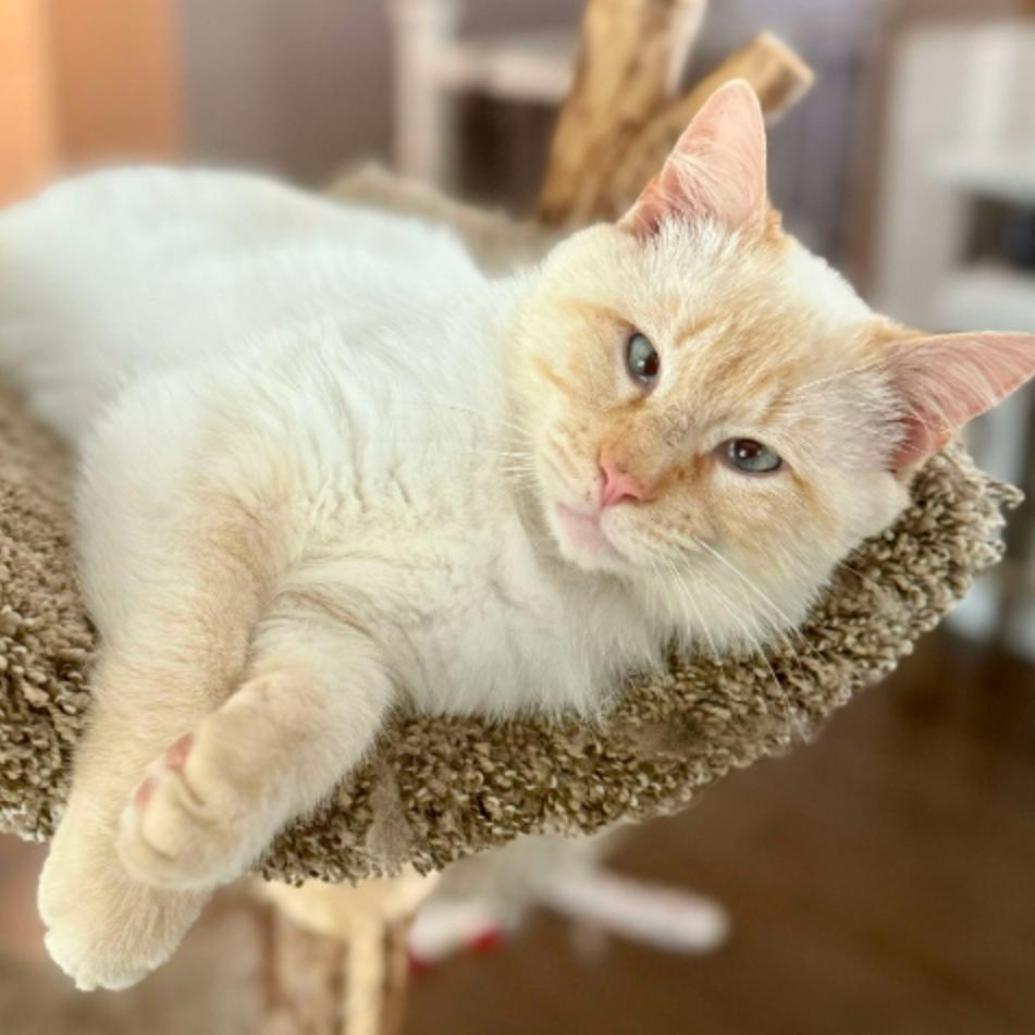 Theo, Adult Male Siamese