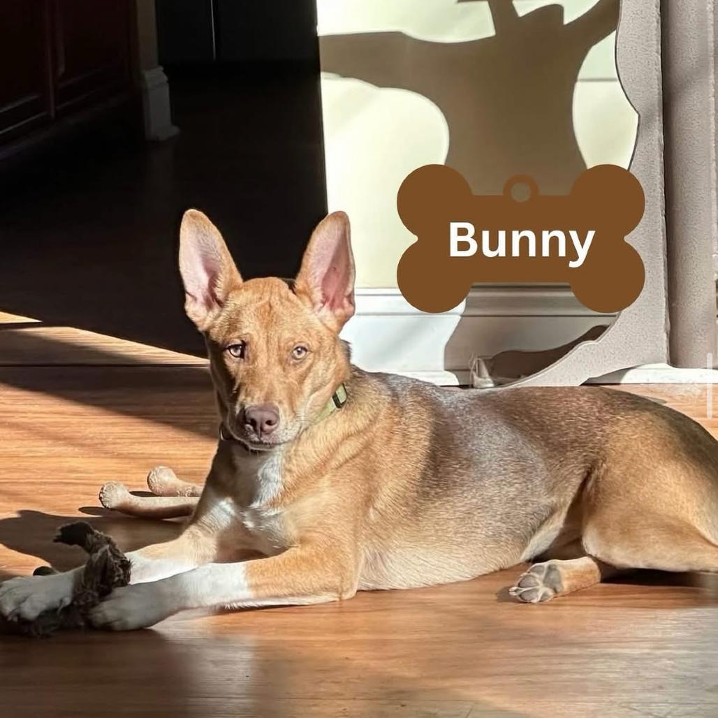 Rain (Bunny), Adoptable, Adult Female German Shepherd Dog.