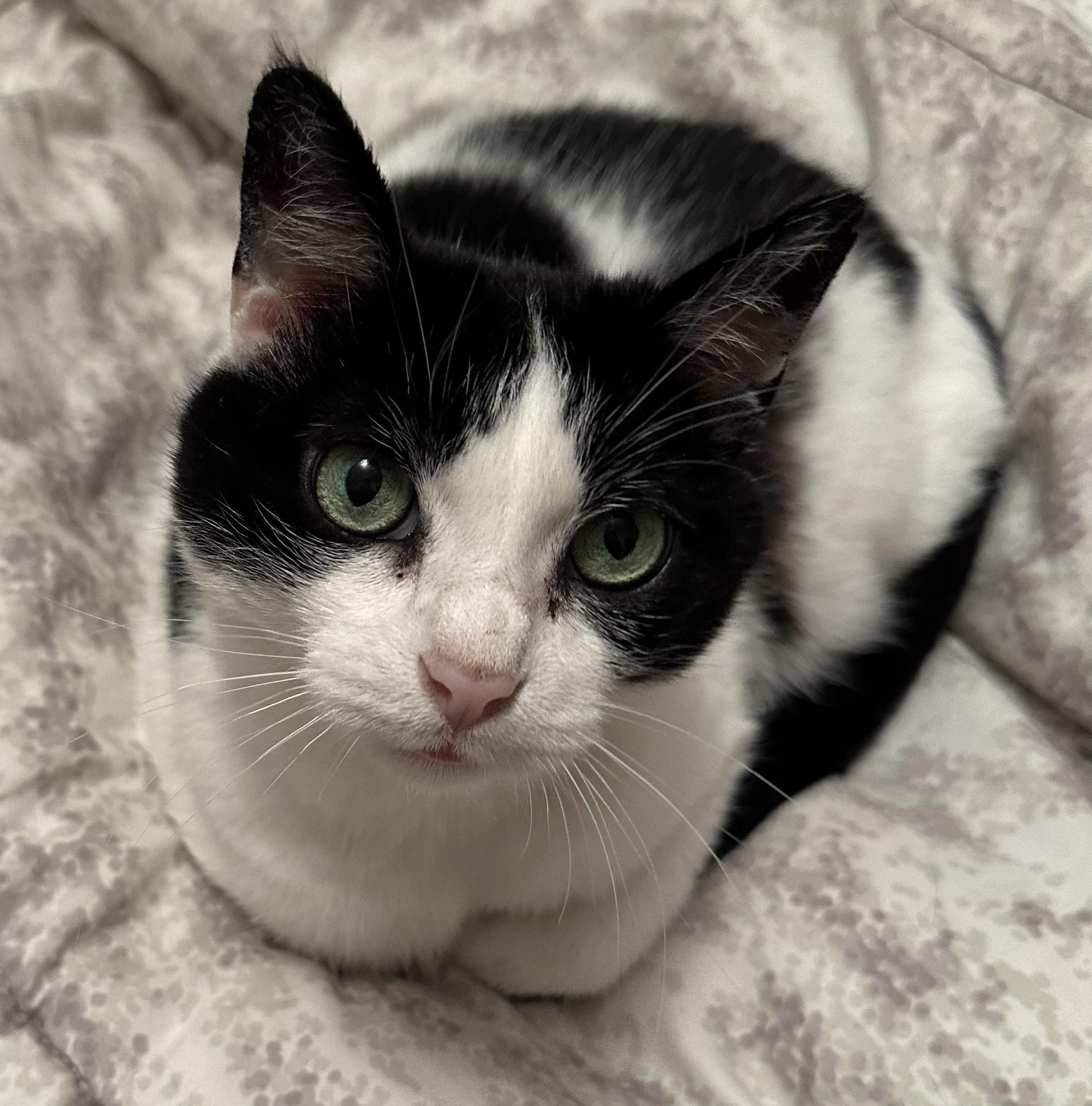 Pixie, Adoptable, Adult Female Domestic Short Hair.