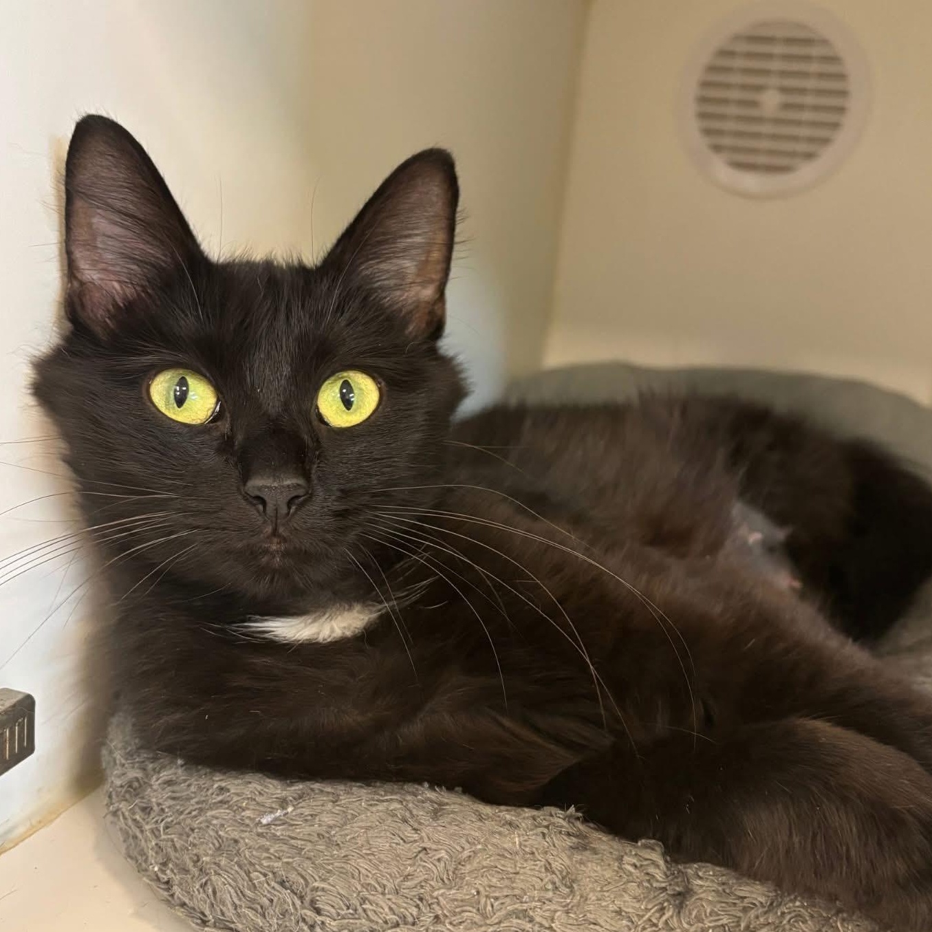 Nebula, Adoptable, Adult Female Domestic Short Hair.