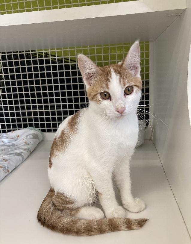 Herald, Adoptable, Young Male Domestic Short Hair.
