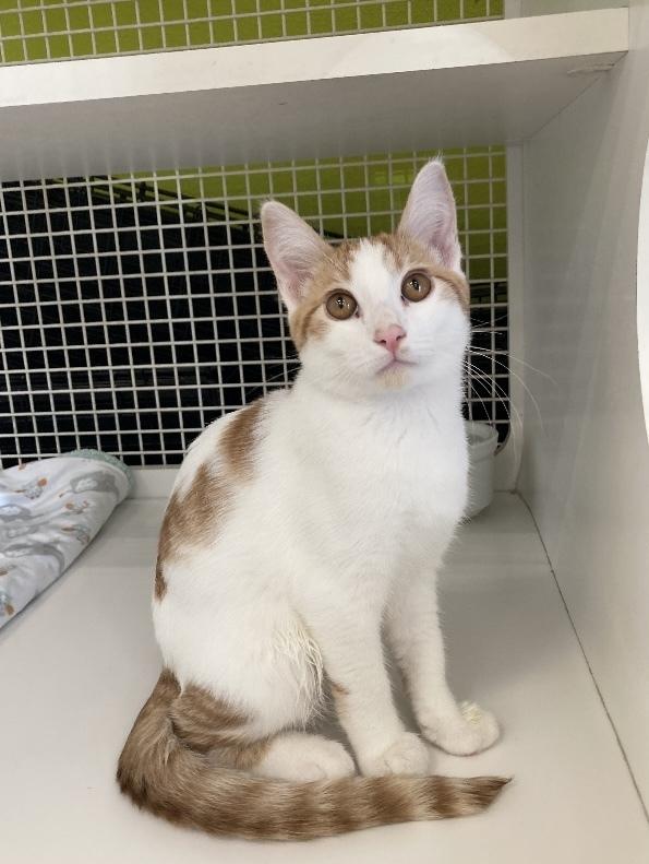 Enlarge Herald, a Adoptable Domestic Short Hair in Long Beach, CA image 2/4