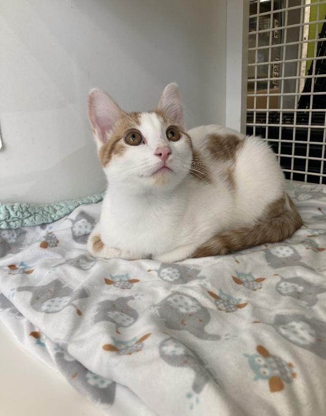 Enlarge Herald, a Adoptable Domestic Short Hair in Long Beach, CA image 3/4