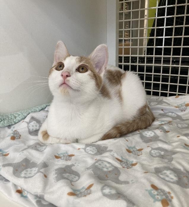 Enlarge Herald, a Adoptable Domestic Short Hair in Long Beach, CA image 4/4