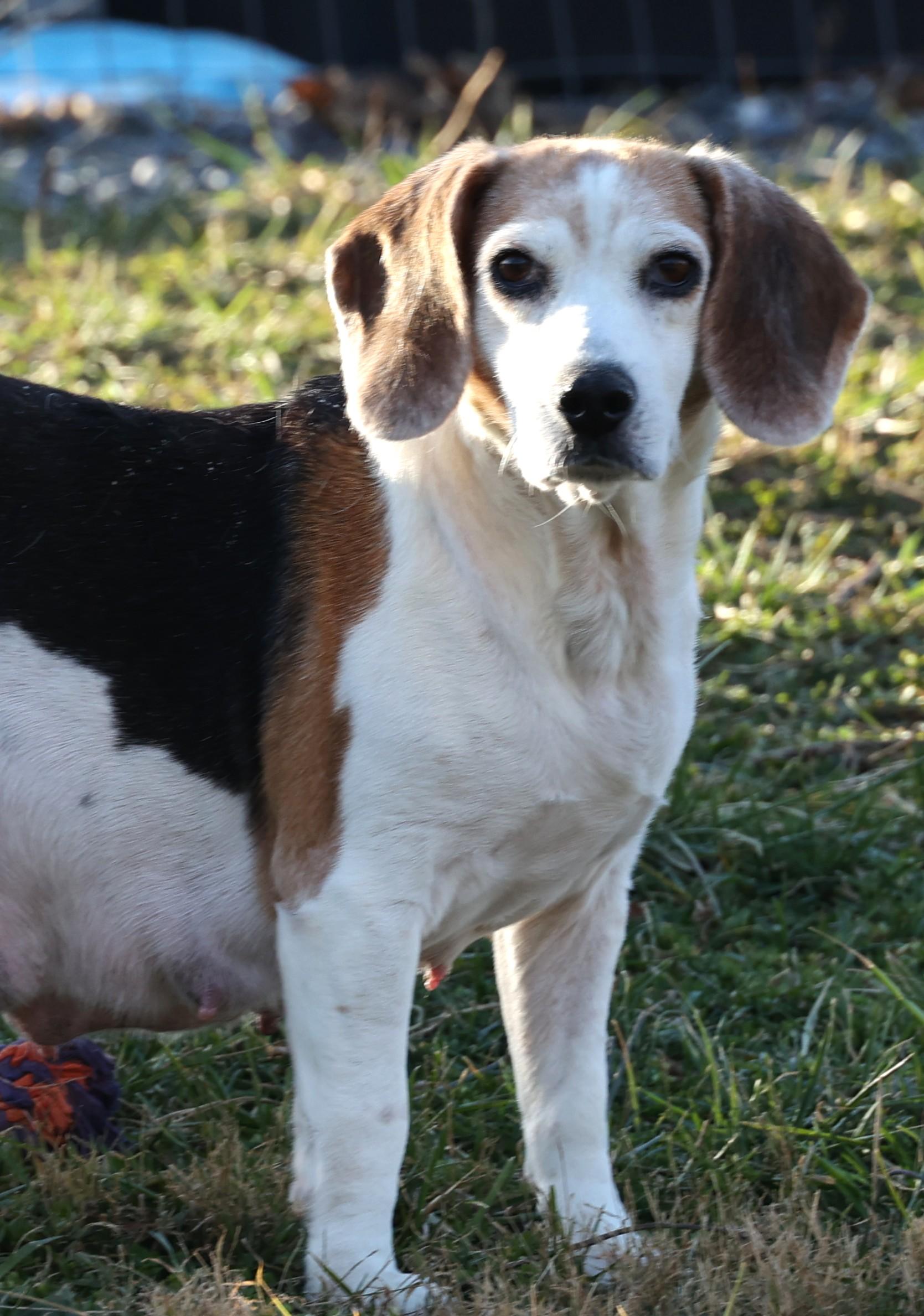 Kiara-Available 12/7@Petsmart! www.lhar.dog to apply!, a Adoptable Beagle in Frederick, MD image 1/6