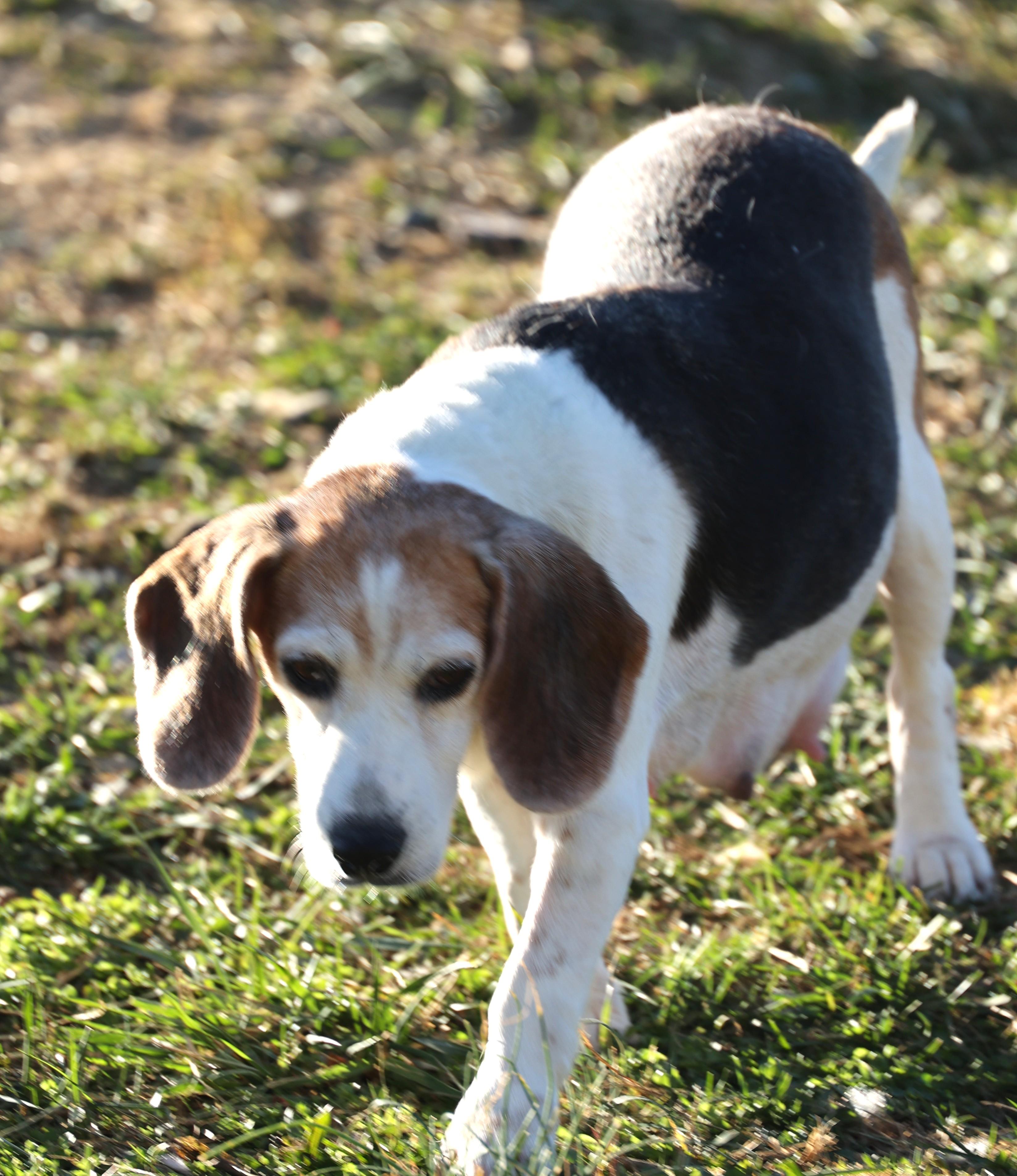 Kiara-Available 12/7@Petsmart! www.lhar.dog to apply!, a Adoptable Beagle in Frederick, MD image 3/6