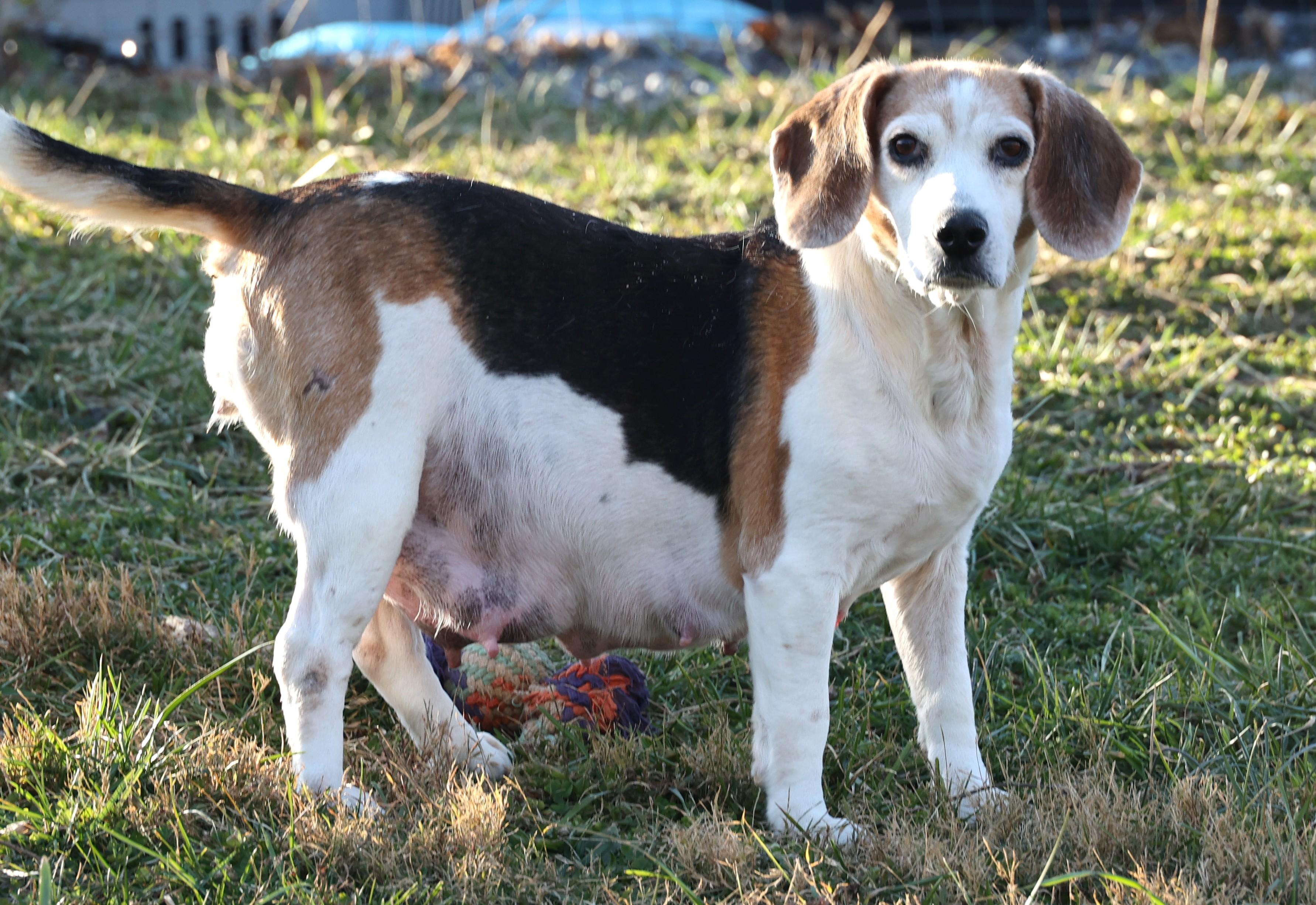 Kiara-Available 12/7@Petsmart! www.lhar.dog to apply!, a Adoptable Beagle in Frederick, MD image 6/6