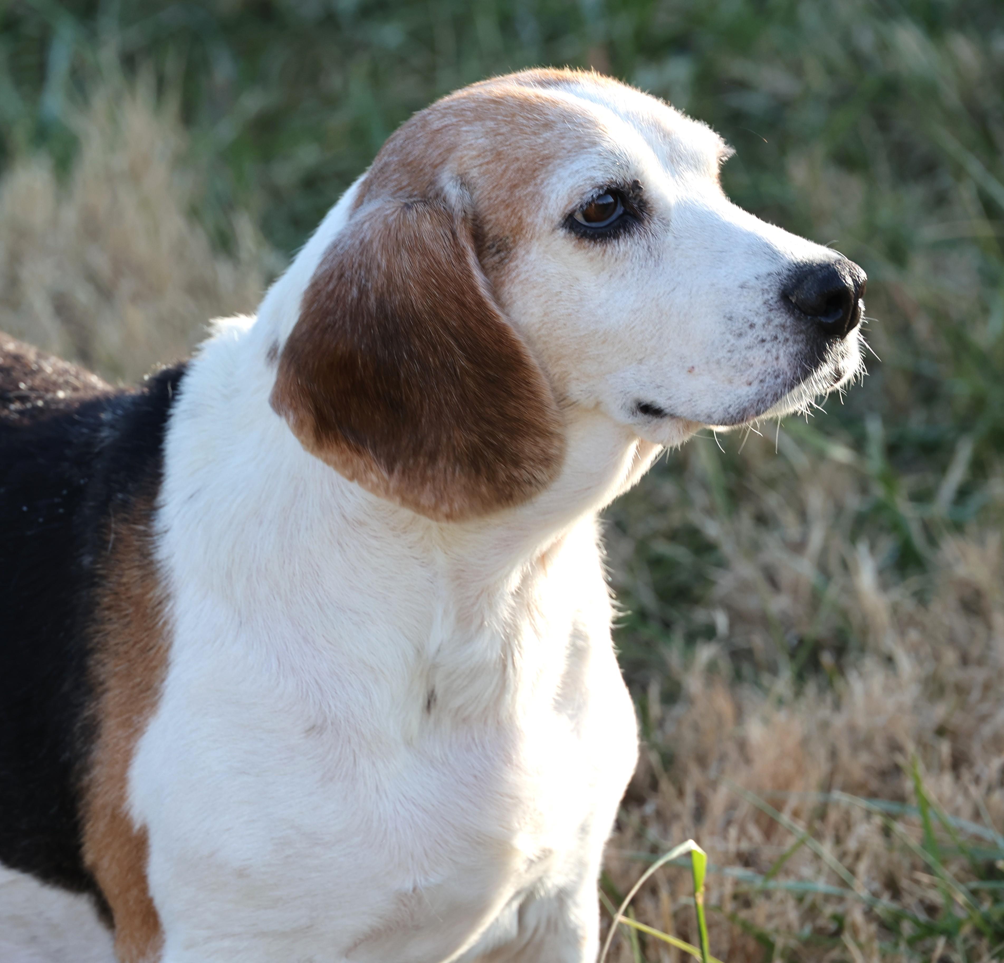 Kiara-Available 12/7@Petsmart! www.lhar.dog to apply!, a Adoptable Beagle in Frederick, MD image 4/6