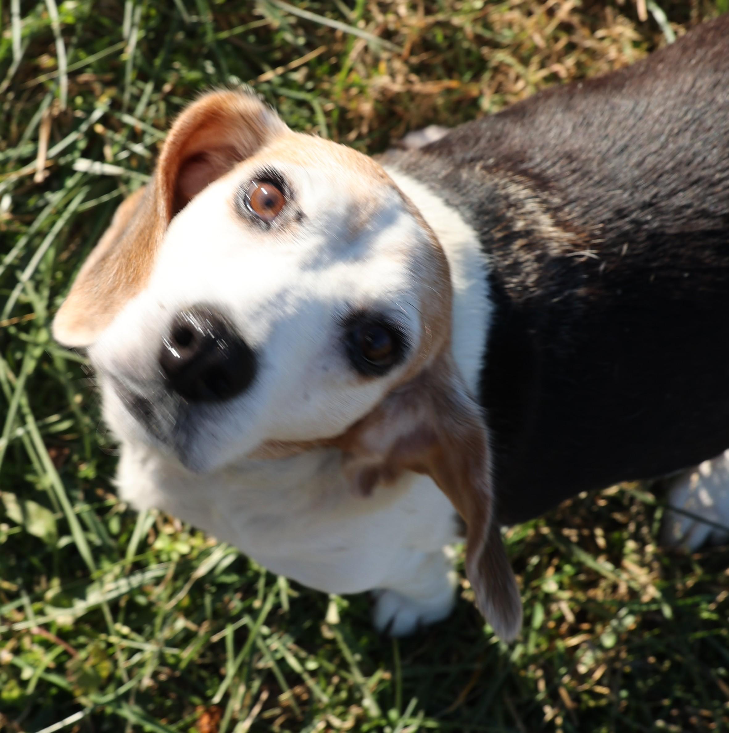 Kiara-Available 12/7@Petsmart! www.lhar.dog to apply!, a Adoptable Beagle in Frederick, MD image 2/6