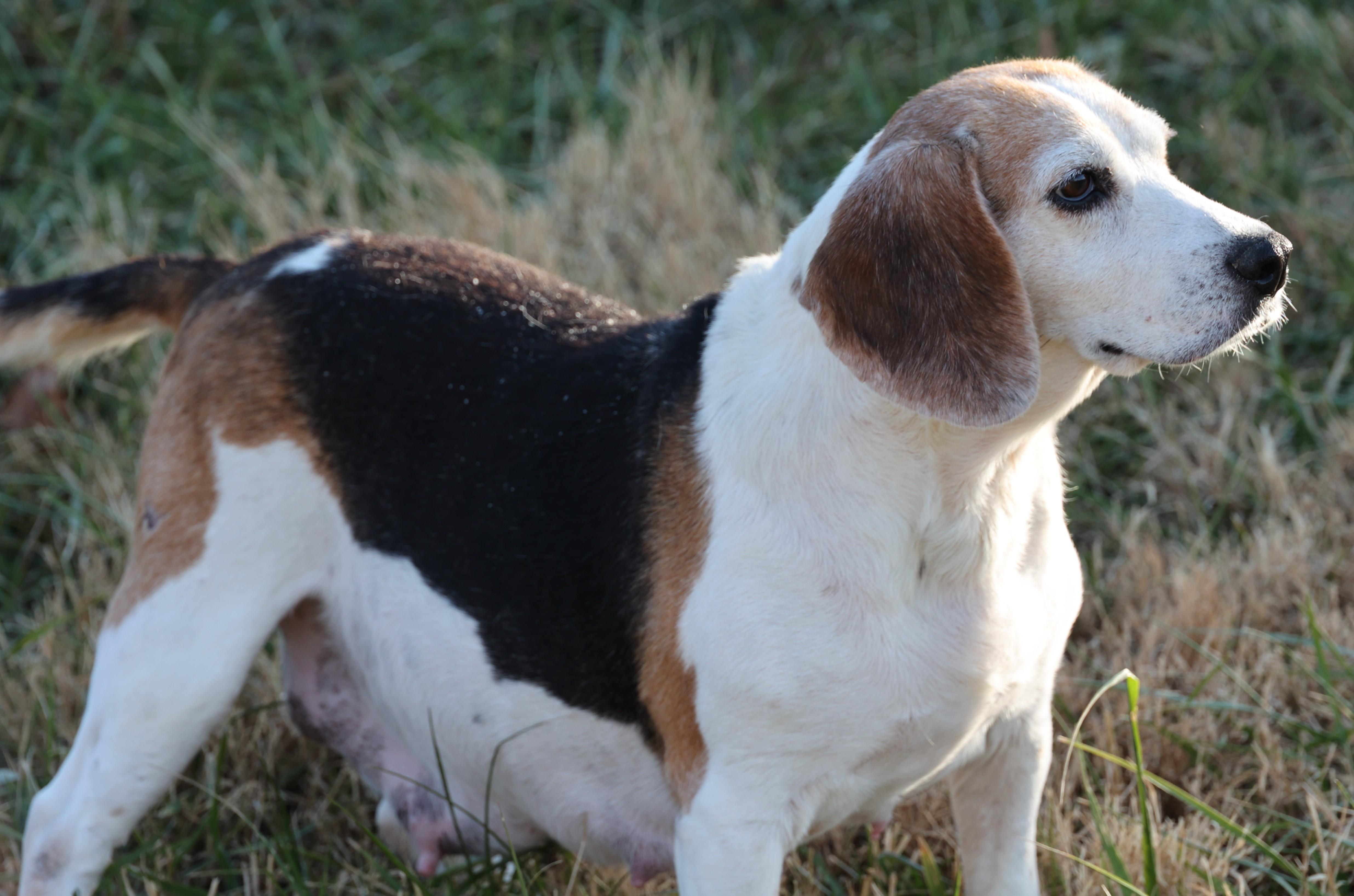 Kiara-Available 12/7@Petsmart! www.lhar.dog to apply!, a Adoptable Beagle in Frederick, MD image 5/6