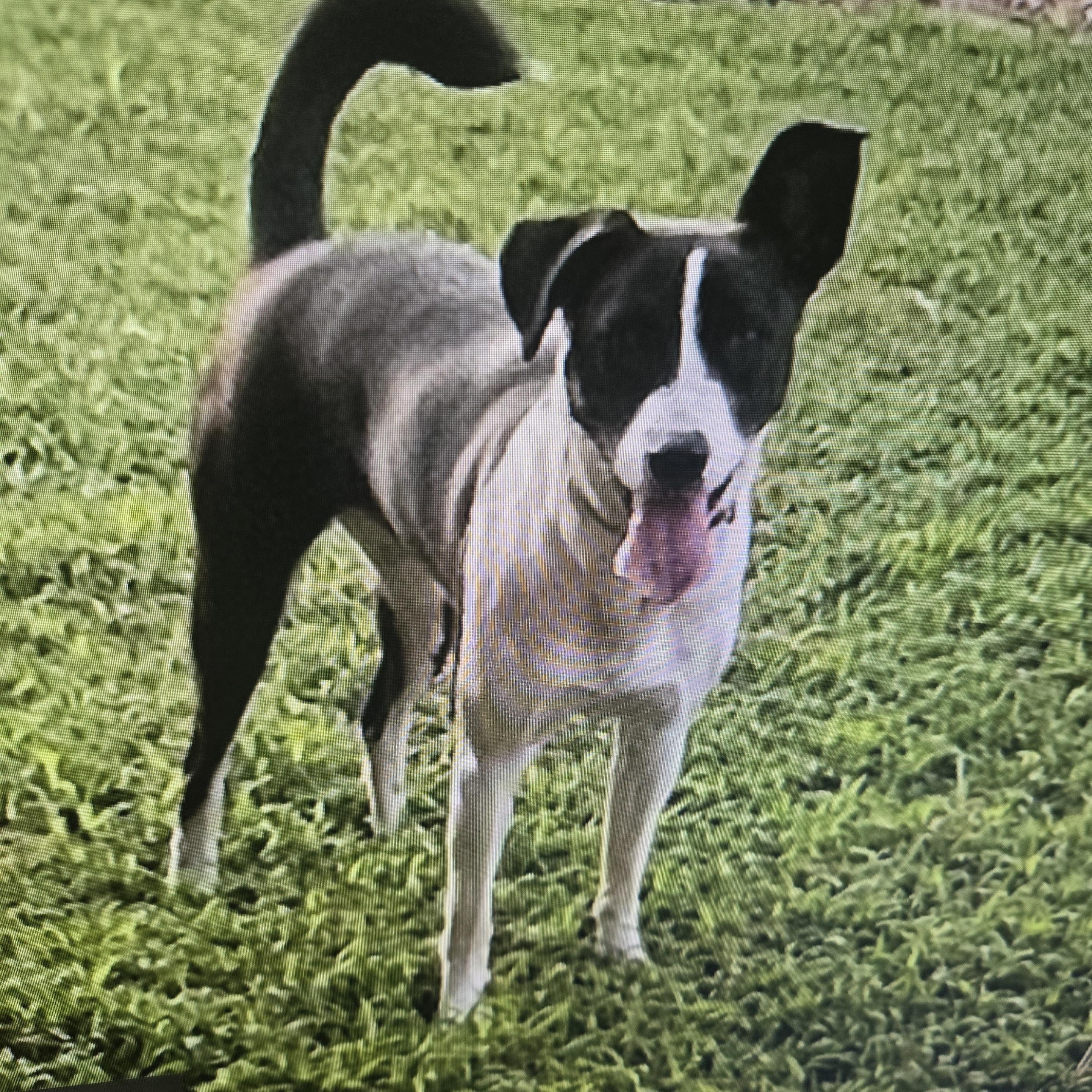 Tyfani, a Adoptable mixed breed in Medfield, MA image 2/6