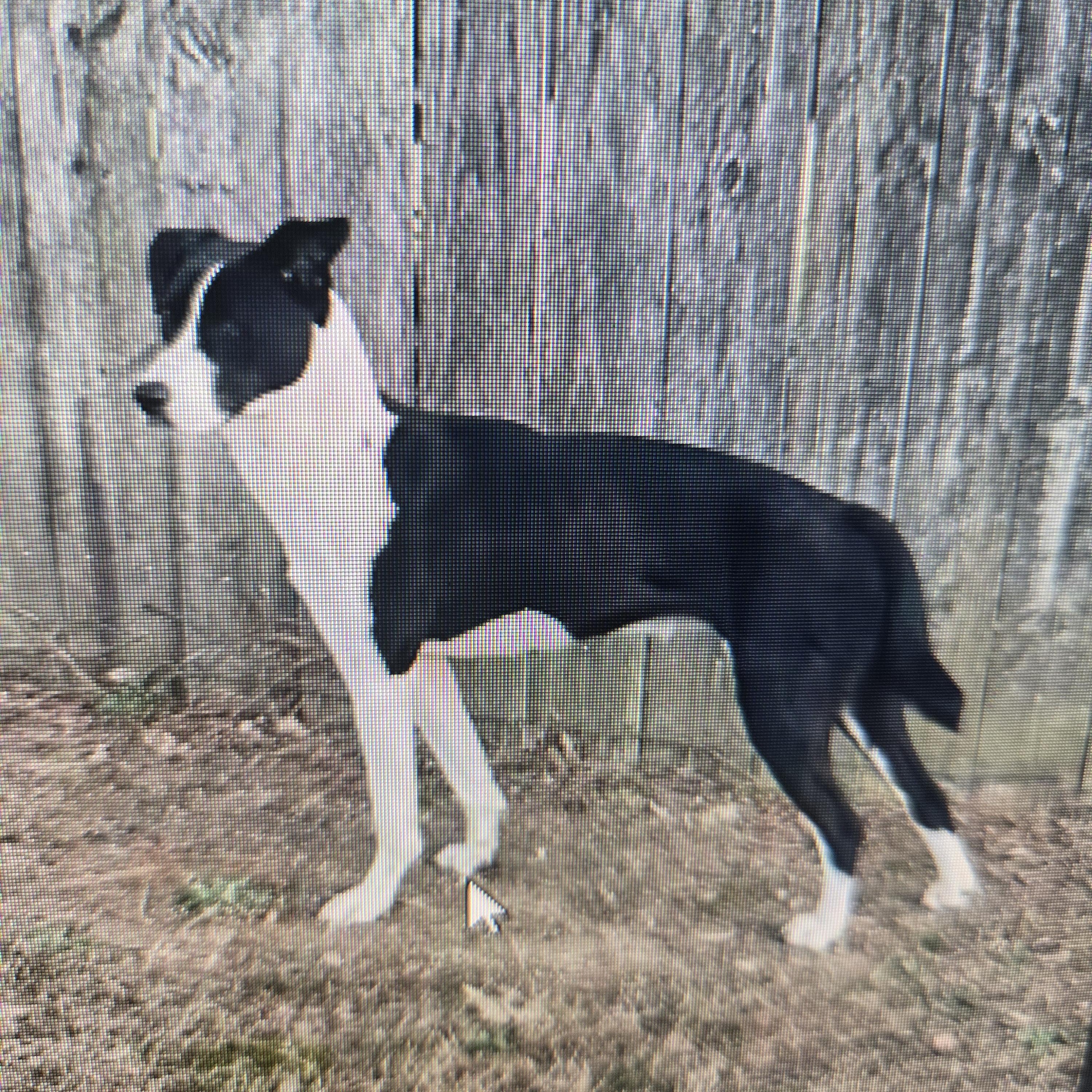 Tyfani, a Adoptable mixed breed in Medfield, MA image 3/6