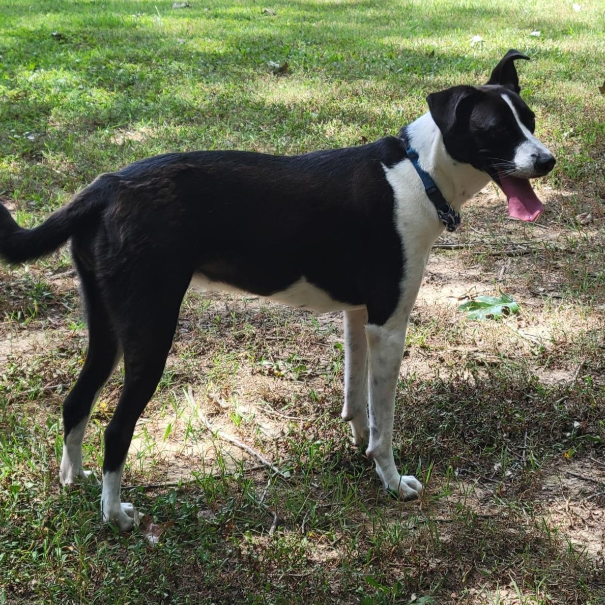Tyfani, a Adoptable mixed breed in Medfield, MA image 4/6