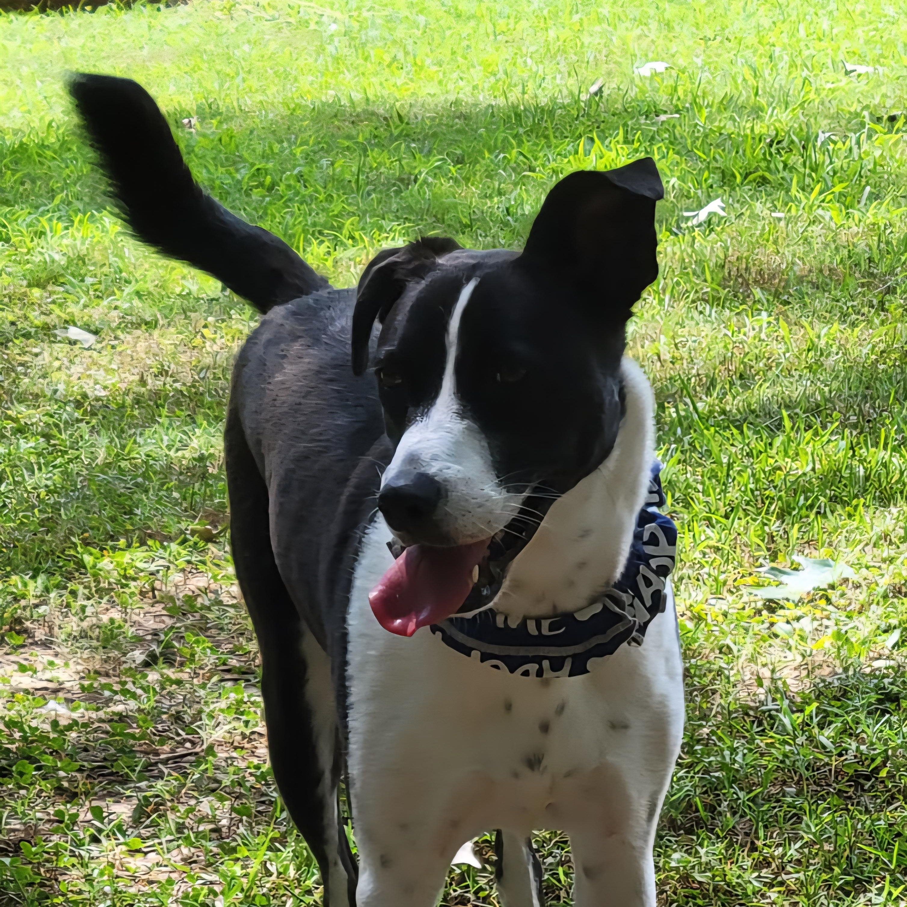 Tyfani, a Adoptable mixed breed in Medfield, MA image 5/6