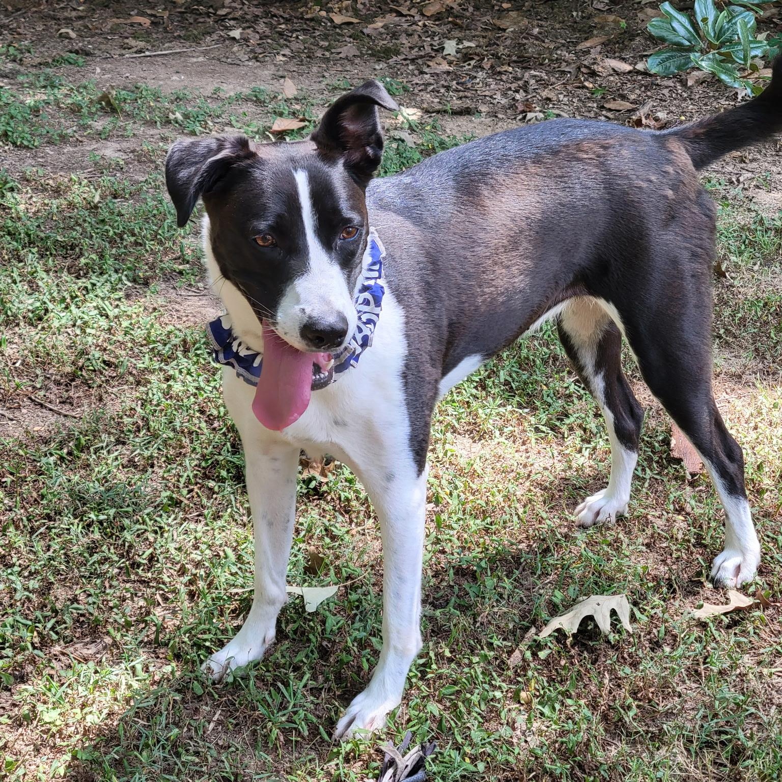 Tyfani, a Adoptable mixed breed in Medfield, MA image 6/6