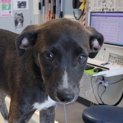 Velma, Adoptable, Young Female Mixed Breed.