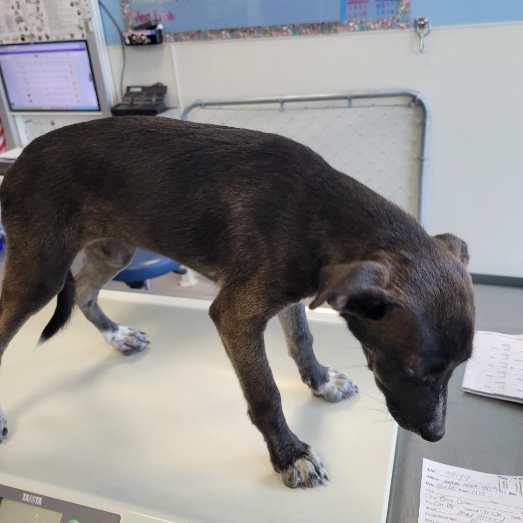 Velma, a Adoptable Mixed Breed in Las Cruces, NM image 2/6