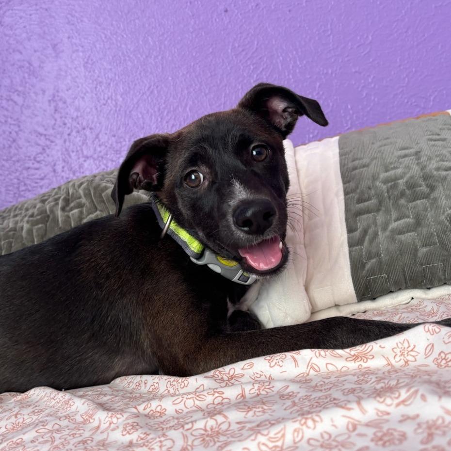 Velma, a Adoptable Mixed Breed in Las Cruces, NM image 3/6