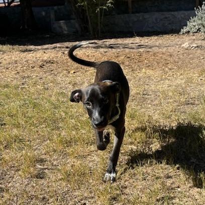 Velma, a Adoptable Mixed Breed in Las Cruces, NM image 4/6