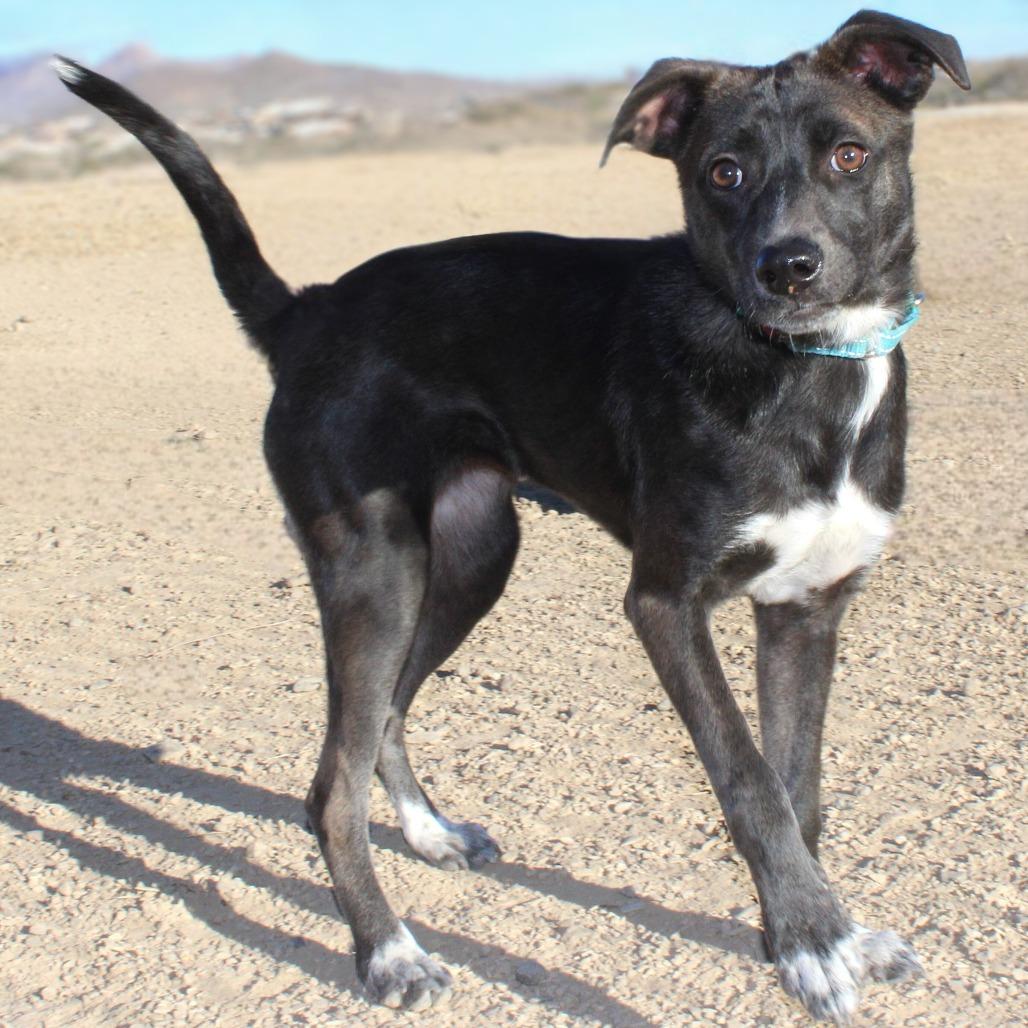 Velma, a Adoptable Mixed Breed in Las Cruces, NM image 5/6