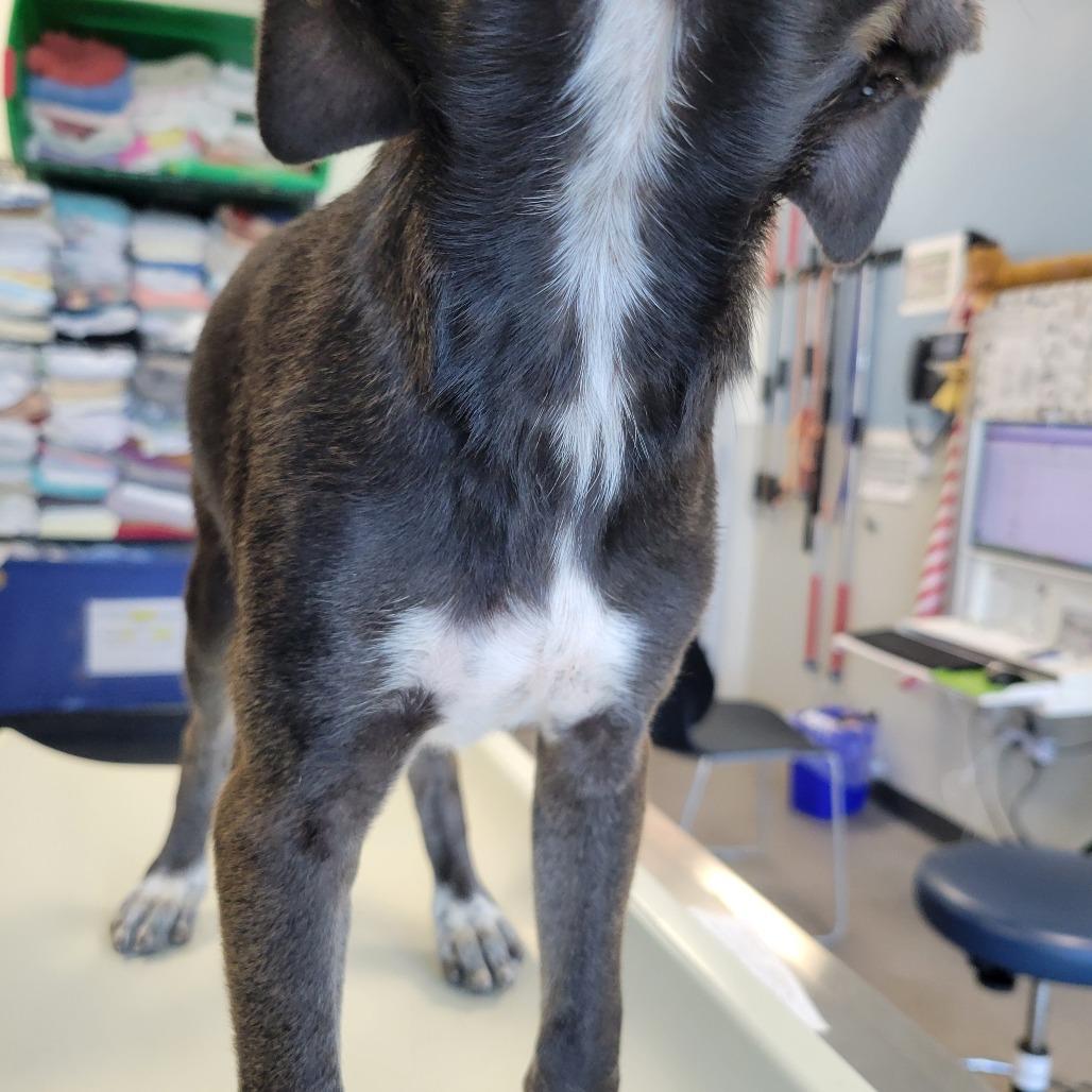 Velma, a Adoptable Mixed Breed in Las Cruces, NM image 6/6