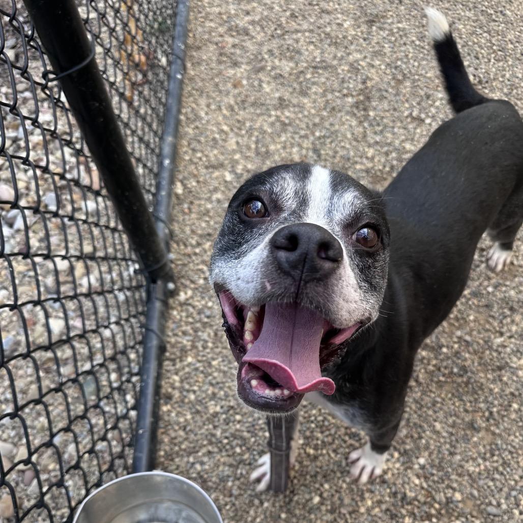 Enlarge Ronnie, a Adoptable mixed breed in Columbia Station, OH image 1/5