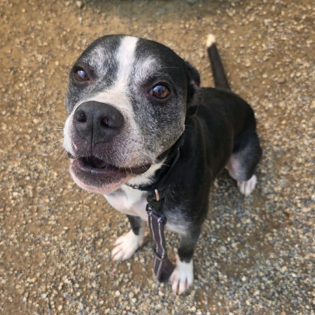 Enlarge Ronnie, a Adoptable mixed breed in Columbia Station, OH image 2/5