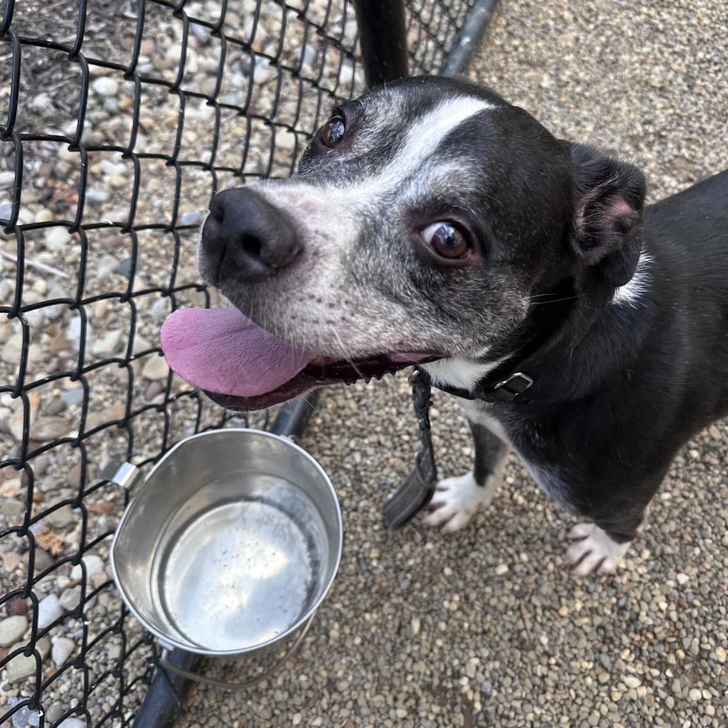 Enlarge Ronnie, a Adoptable mixed breed in Columbia Station, OH image 3/5