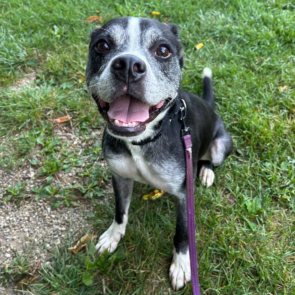Enlarge Ronnie, a Adoptable mixed breed in Columbia Station, OH image 4/5