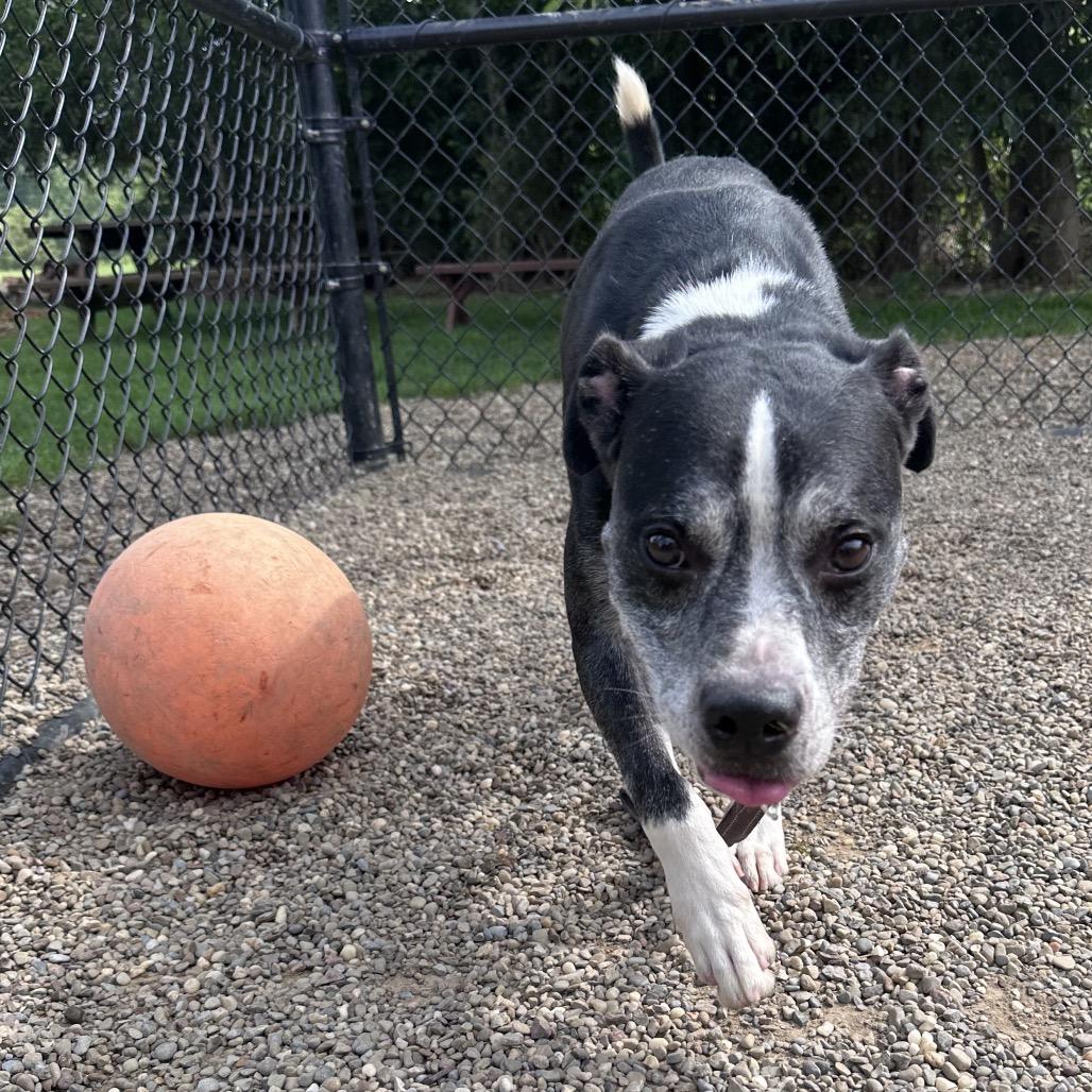 Enlarge Ronnie, a Adoptable mixed breed in Columbia Station, OH image 5/5
