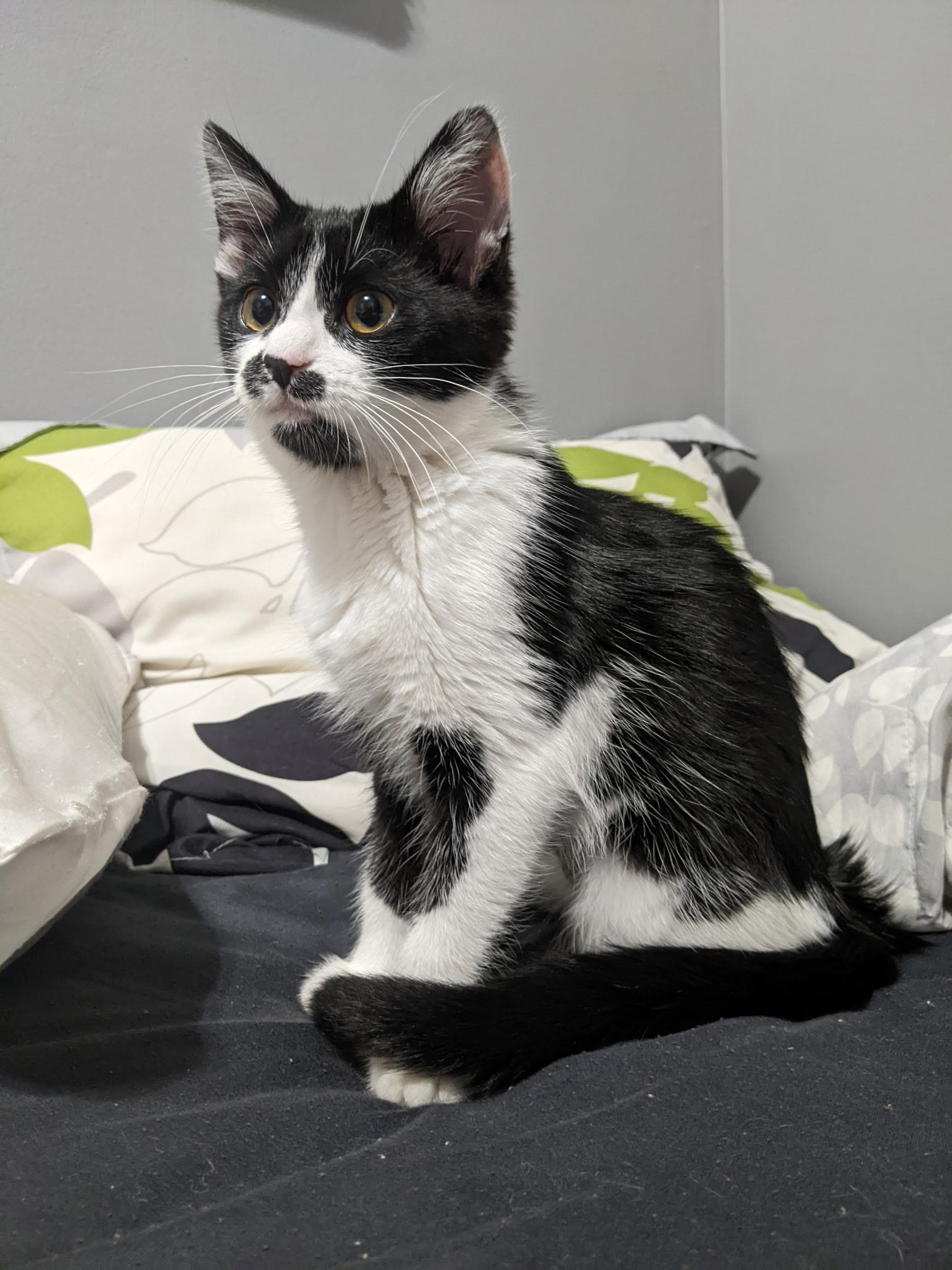 Enlarge Ruby, an adopted Domestic Short Hair in Greenwood, IN image 1/5