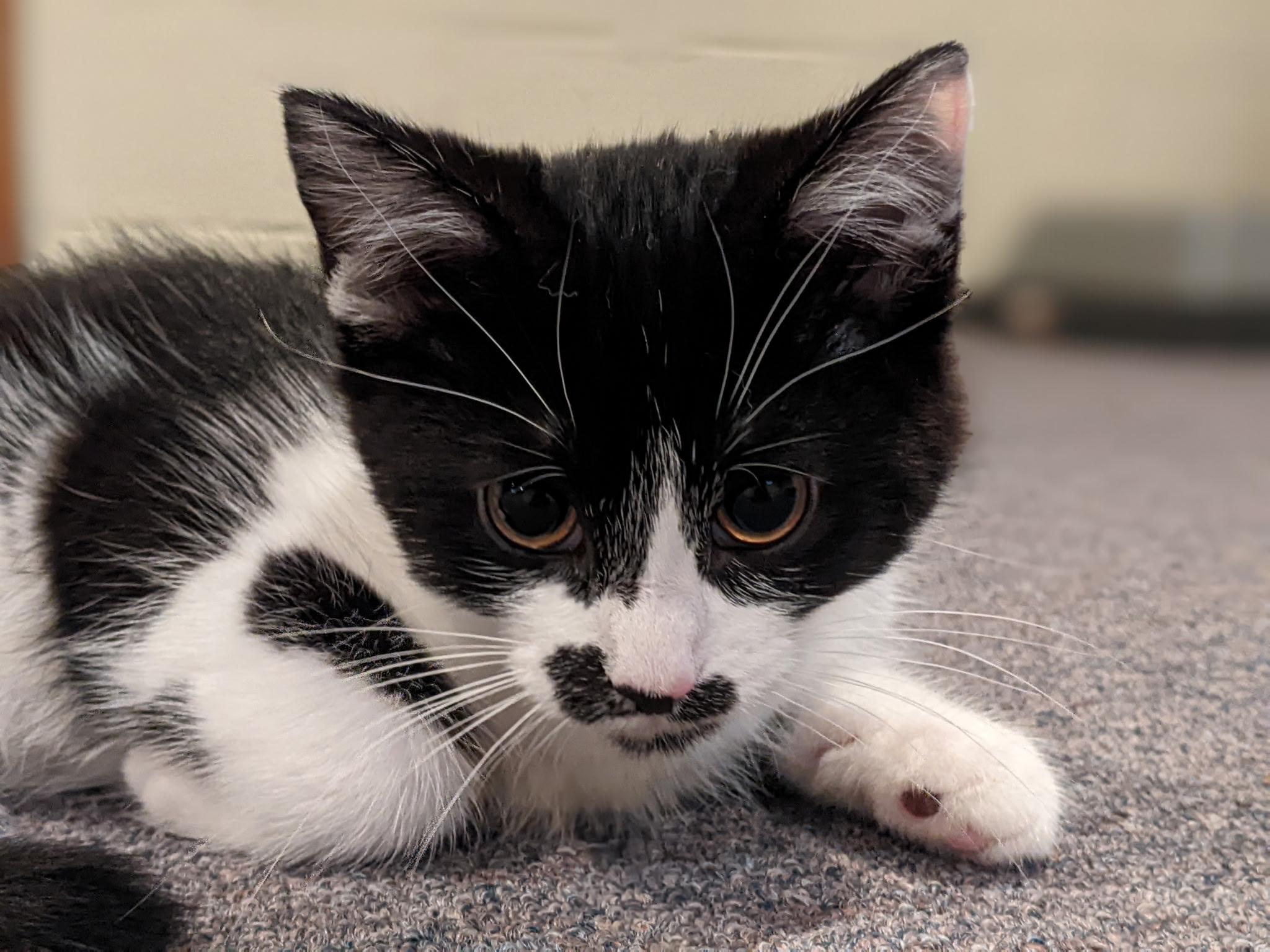 Enlarge Ruby, an adopted Domestic Short Hair in Greenwood, IN image 3/5