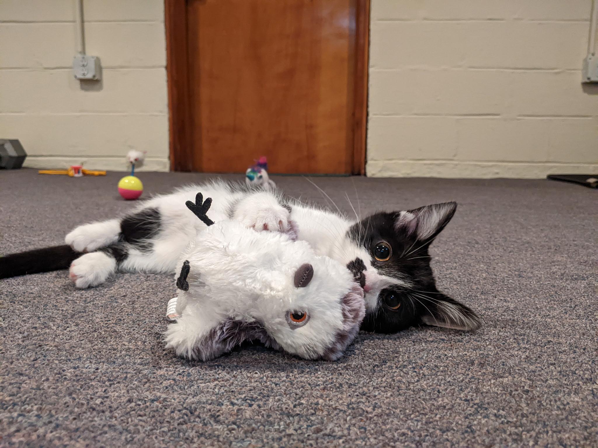 Enlarge Ruby, an adopted Domestic Short Hair in Greenwood, IN image 2/5