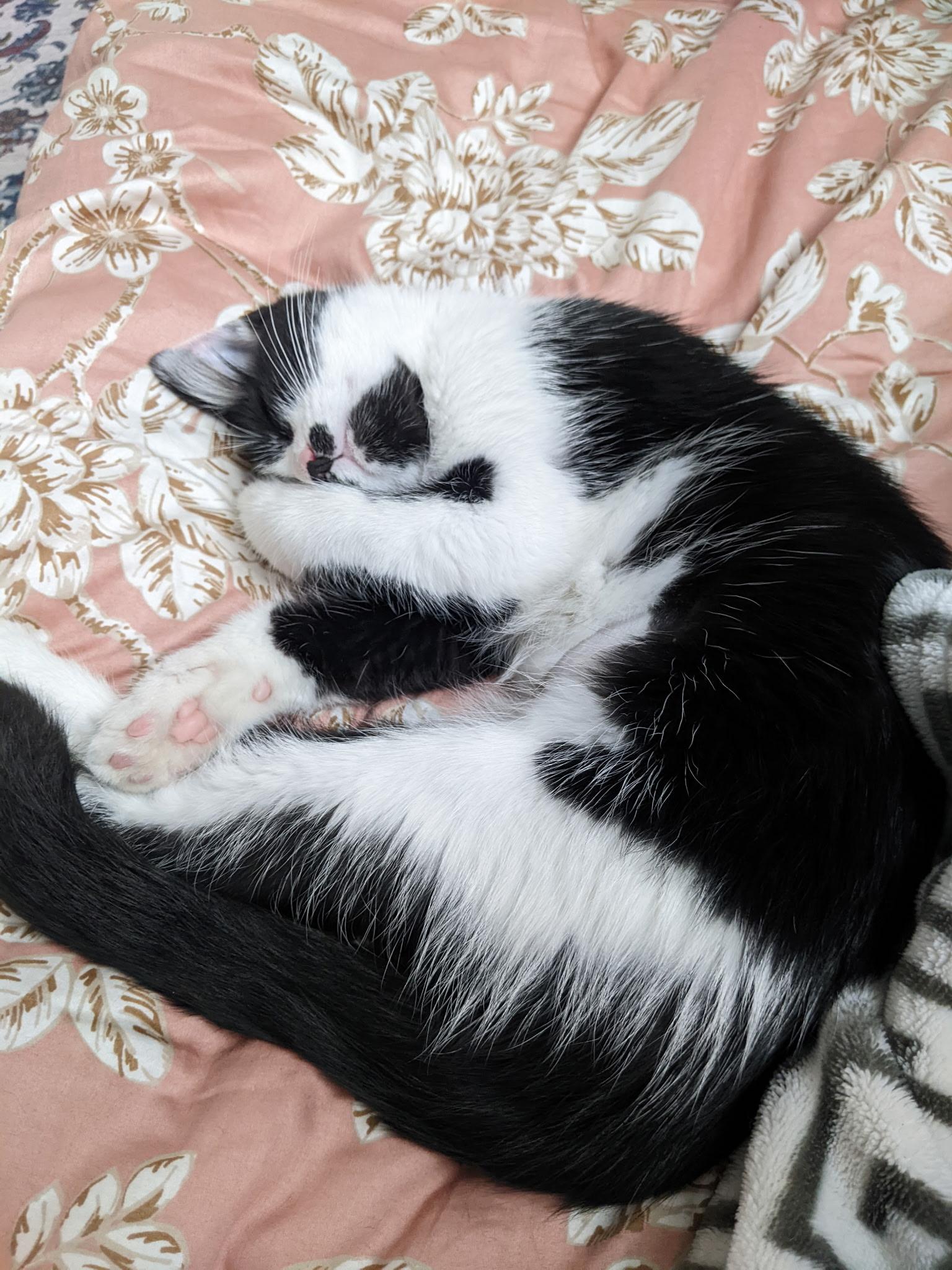Enlarge Ruby, an adopted Domestic Short Hair in Greenwood, IN image 4/5