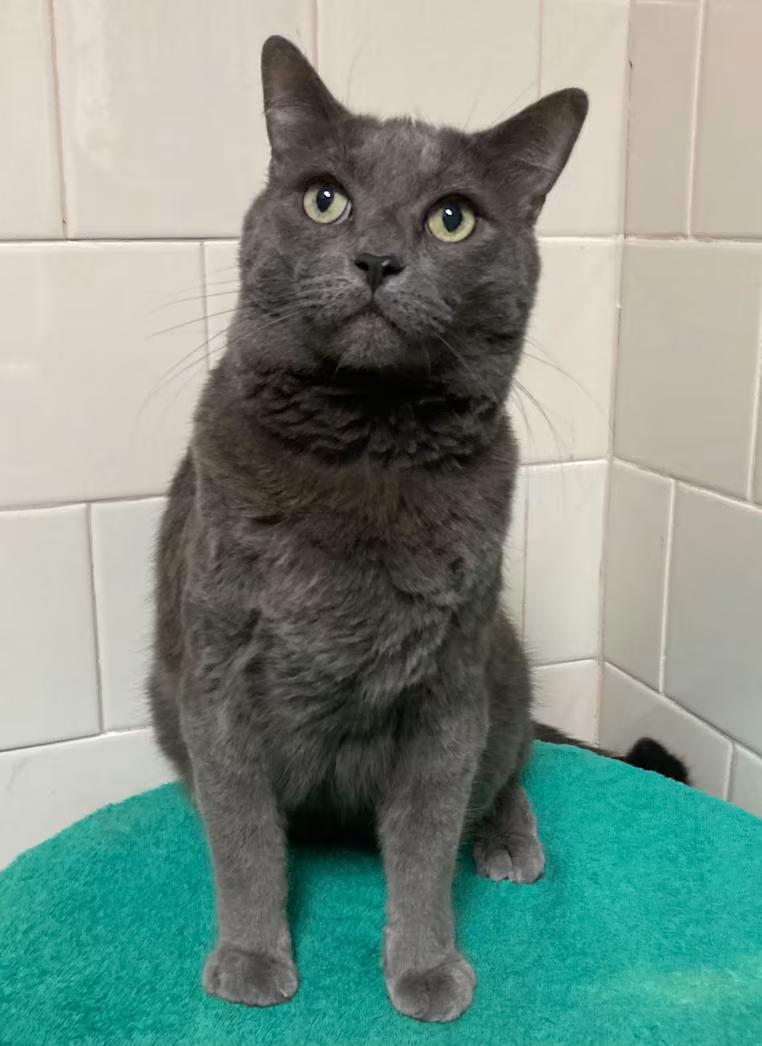 Enlarge Max, an adoptable mixed breed in Canoga Park, CA image 2/3
