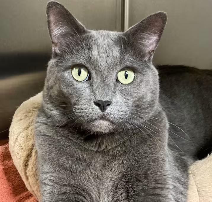 Enlarge Max, an adoptable mixed breed in Canoga Park, CA image 1/3
