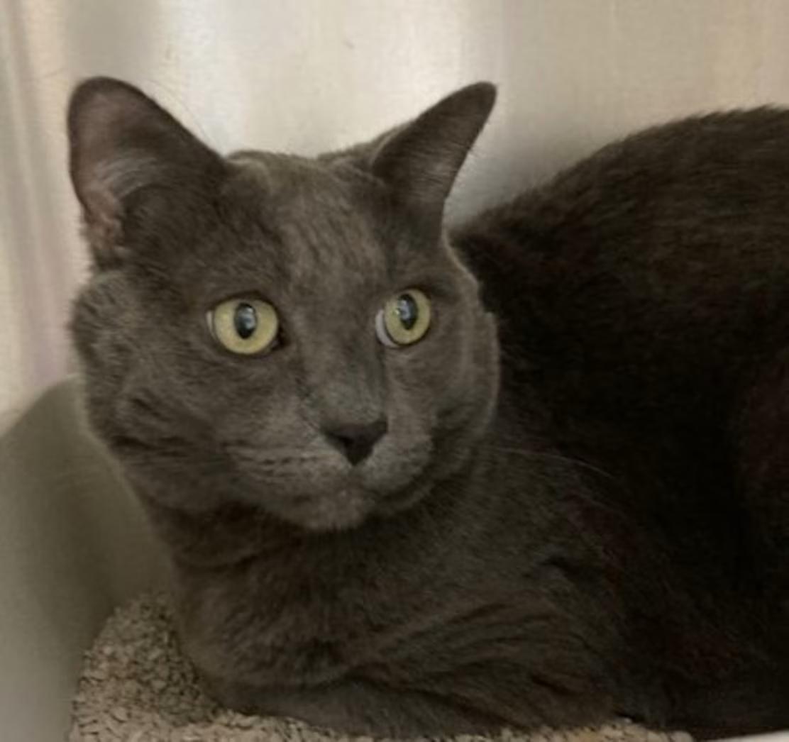 Enlarge Max, an adoptable mixed breed in Canoga Park, CA image 3/3